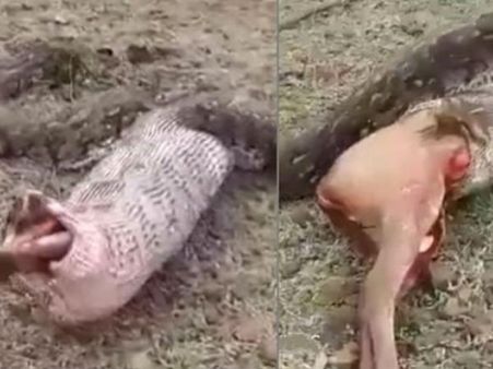 ആക്രാന്തം മൂത്ത് മാനിനെ വിഴുങ്ങി...പെരുമ്പാമ്പിന് കിട്ടിയത് എട്ടിന്റെ പണി!!പിന്നെ ഉണ്ടായത് ബഹു രസം!