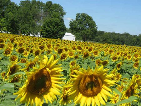 ഒരു സെൽഫിക്ക് 20 രൂപ !!! ജനങ്ങളുടെ സെൽഫി ഭ്രമം വരുമാനമാക്കി കർഷകൻ!!!