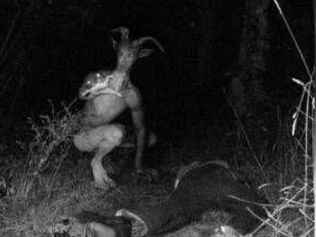 തൃശൂർ വാഴാനിയിൽ ആട് മനുഷ്യനെന്ന്! ജനങ്ങൾ ഭീതിയിൽ! ആട് മനുഷ്യനെ തേടിയിറങ്ങിയ വനംവകുപ്പിന് കിട്ടിയത്!