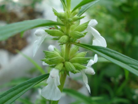 തുമ്പപ്പൂ കൊണ്ട് പൂവിടുക മാത്രമല്ല...വേറെയുമുണ്ട് ഗുണം, നാവില്‍ സ്വാദൂറും