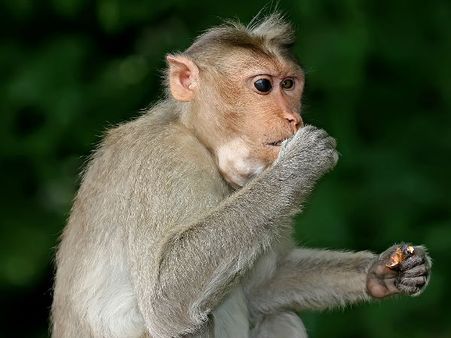 കള്ളടിച്ച് ഫിറ്റായി കുരങ്ങൻ! കാണിച്ചുകൂട്ടുന്നത് കേട്ടാൽ ആരും മൂക്കത്ത് വിരൽ വെയ്ക്കും! കുമരകത്ത്...