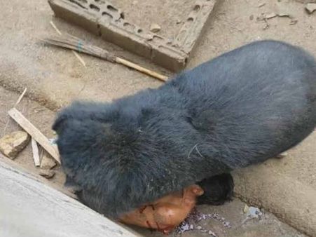 കരടിയോടാണോ കളി!!! ഭക്ഷണം കാണിച്ച് പറ്റിച്ചു!! പിന്നെ യുവാവിന് സംഭവിച്ചത്!!