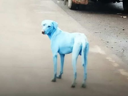 മുംബൈയിലെ തലോജ മേഖലയിലെ നായകളുടെ നിറം നീല !!! നിറം മാറ്റത്തിനു പിന്നിലെ കാരണം..!!!