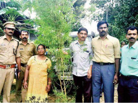 കഞ്ചാവ് കൃഷി ഒരു കുടുംബ ബിസിനസ്! വയനാട്ടിൽ കഞ്ചാവ് വളർത്തിയ സ്ത്രീയും കൊച്ചുമകനും പിടിയിൽ...