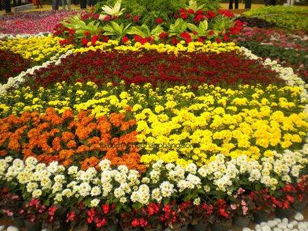 പച്ചക്കറിക്ക് മാത്രമല്ല, പൂവിനും പൊള്ളുന്ന വില; പക്ഷേ, പ്രതീക്ഷക്ക് വകയുണ്ട്!!