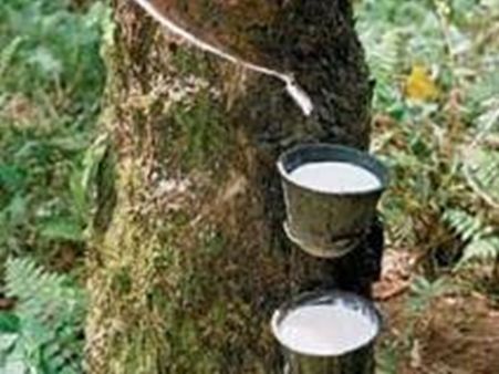 റബ്ബര്‍ കര്‍ഷകര്‍ക്ക് സന്തോഷ വാര്‍ത്തയുമായി സംസ്ഥാന സര്‍ക്കാര്‍; വിലകൂട്ടാന്‍ ചെയ്യുന്നത്