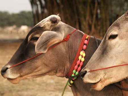 ഒരു പശുവിന് 200 രൂപ ഫീസ് നൽകണം, മുസ്ലീം കർഷകന്റെ പശുക്കളെ ബിജെപി നേതാവ് പിടിച്ചെടുത്തു