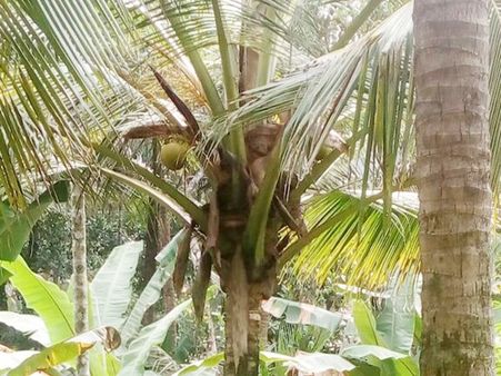 നാളികേര വില കുത്തനെ ഉയര്‍ന്നിട്ടും കേര കർഷകർക്ക് കണ്ണീർമഴ തന്നെ