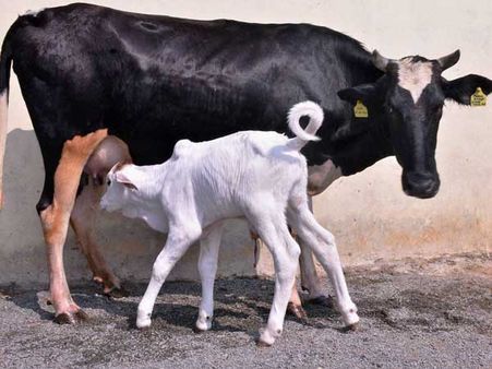 ഇതാണ് വെല്ലുവിളി; ബിജെപിയോട് ദളിത് നേതാവിന്റെ വെല്ലുവിളി, കറുത്ത പശുവിനെ ബലിനൽകും, തടയൂ!