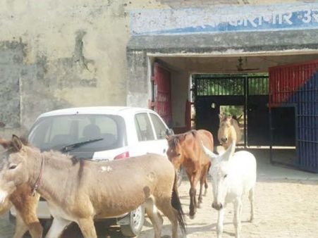 മോദിയുടെ പദ്ധതി പൊളിച്ച് പശുക്കള്‍ മുങ്ങി, പെട്ടത് കഴുതകള്‍!! യുപിയില്‍ നാല്‍ക്കാലികള്‍ ജയിലില്‍
