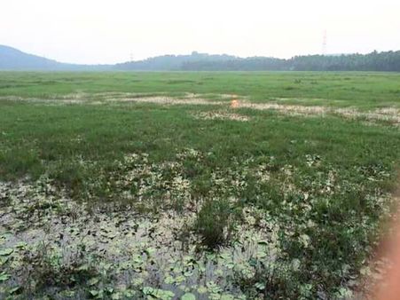 കരുവോട് ചിറയെ കതിരണിയിക്കാൻ ജനകീയ കൂട്ടായ്മ ഞായറാഴ്ച ബഹുജന സന്നദ്ധ പ്രവർത്തനം