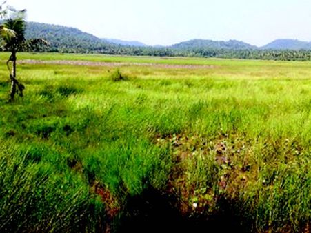 ആയിരം ഏക്കറില്‍ വെളിയണ്ണൂര്‍ ഗ്രാമം പച്ചപ്പണിയും; ബഹുജന കണ്‍വന്‍ഷന്‍ നാളെ