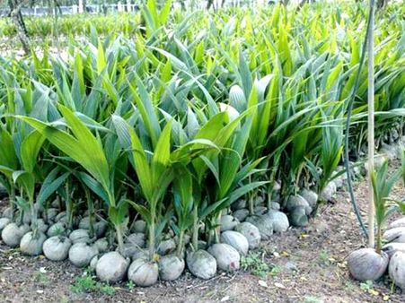 നാളീകേര കര്‍ഷക സംഘത്തിന് അഭിമാന നേട്ടം; വിപുലീകരണത്തിന് സര്‍ക്കാരിന്റെ കൈത്താങ്ങ്