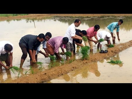 പഴമക്കാരുടെ ഗുണം തിരിച്ചറിഞ്ഞ് ന്യൂജനും 'രക്തശാലി' നെല്‍കൃഷി ഏറ്റെടുത്തു