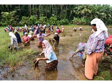 മലബാറിന്‍റെ നെല്ലറയായ ആവളപ്പാണ്ടിയിൽ വീണ്ടും പച്ചപ്പിന്‍റെ സ്നേഹ ഗാഥകള്‍ മുഴങ്ങി