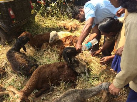 ഇതാ ഇതൊക്കെയാണ് മനുഷ്യന് തിന്നാന്‍ തരുന്നത്; കോഴിക്കോട്ട് ലോറിയില്‍നിന്ന് പിടിച്ചെടുത്തത് ചത്ത ആടുകളെ