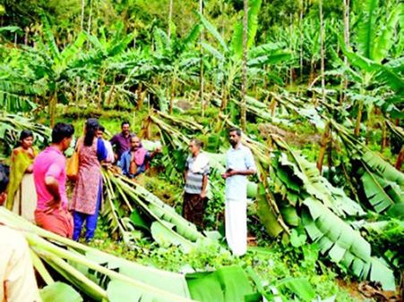 ശക്തമായ ചുഴലിക്കാറ്റില്‍ ജില്ലയുടെ മലയോരങ്ങളില്‍ വന്‍ കൃഷിനാശം
