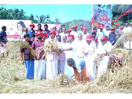 സിപിഐ സംസ്ഥാന സമ്മേളനത്തിനുള്ള രണ്ട് ഏക്കറിലെ ജൈവ നെല്‍കൃഷി വിളഞ്ഞു, കൊയ്ത്തുത്സവം നടത്തി