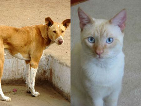 പൂച്ചകളെ സ്നേഹിക്കുന്നതും ഇസ്ലാം മതവിശ്വാസത്തിന്റെ ഭാഗമാണ്! പൂച്ചയ്ക്ക് ഭക്ഷണം നൽകാത്തവൻ നരകത്തിൽ...