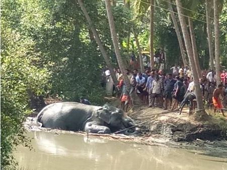 ഫോട്ടോ എടുക്കാന്‍ ആനപ്പുറത്ത് കയറി; വിരണ്ടോടിയ ആനപ്പുറത്ത് മരങ്ങള്‍ക്കും വൈദ്യുതി ലൈനുകള്‍ക്കും ഇടയില്‍ പറ്റിപ്പിടിച്ച് അരമണിക്കൂര്‍