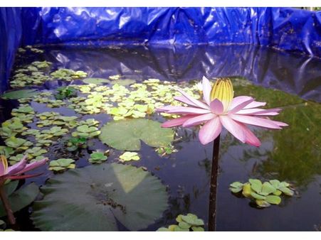 പോലീസ് സ്‌റ്റേഷന്‍ പരിസരത്തെ തൊണ്ടി വാഹനങ്ങളില്‍ ആമ്പല്‍പ്പൂക്കള്‍ വിരിയിച്ച് പോലീസുകാരന്‍