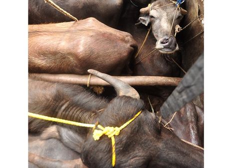 കന്നുകാലികളെ കണ്ടെയ്‌നറുകളില്‍ മൂടിക്കെട്ടി ഒളിപ്പിച്ചു കടത്താന്‍ ശ്രമിച്ചതിനു, പിടികൂടി