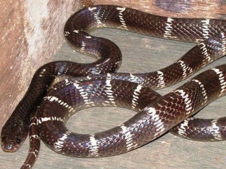 കോടതിയെ മുള്‍മുനയില്‍ നിര്‍ത്തി പാമ്പ്; ആളുകള്‍ ചിതറിയോടി