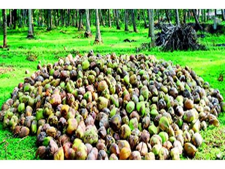 നാളീകേര പാർക്ക് ഉടൻ ആരംഭിക്കണമെന്ന ആവശ്യം ശകതമാകുന്നു; ഒന്‍പതിന് വ്യവസായ വകുപ്പ് മന്ത്രി പദ്ധതി പ്രദേശം സന്ദർശിക്കും