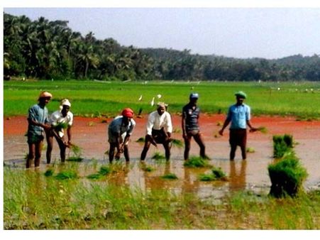 അടിവയൽ പാടശേഖരം കതിരണിയിക്കാൻ അന്യദേശക്കാരുടെ കൈതാങ്ങ്