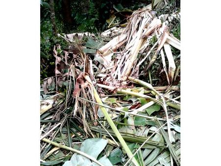 ചൂരണി മലയില്‍ ഒറ്റയാന്‍ ആനയുടെ വിളയാട്ടം ; ലക്ഷങ്ങളുടെ കൃഷിനാശം