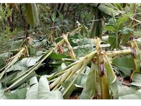 ചുഴലിക്കാറ്റില്‍ മലയോര മേഖലയില്‍ വ്യാപകകൃഷി നാശം