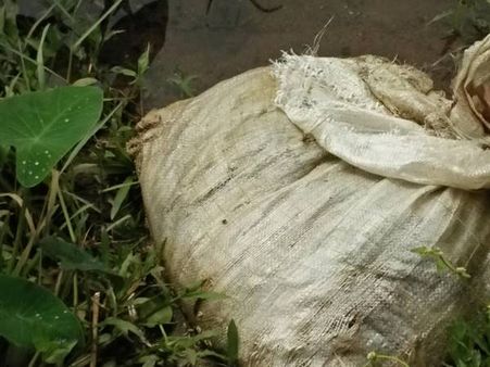 പകര്‍ച്ച വ്യാധി ഭീഷണിക്കിടയിലും കുറ്റ്യാടിപ്പുഴയില്‍ ചാക്കില്‍ കെട്ടി തള്ളിയ അറവ് മാലിന്യത്തില്‍ നിന്നും പഴുവരിക്കുന്നു