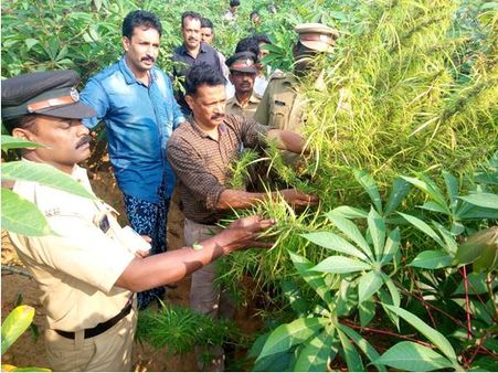 മലപ്പുറത്ത് ഏക്കറുകള്‍ വരുന്ന കപ്പക്കൃഷിക്കുള്ളില്‍ ഇടവിളയായി പൂത്ത്‌വിളഞ്ഞ കഞ്ചാവ്, രഹസ്യമായി നട്ടുനനച്ചുവളര്‍ത്തിയ ചെടികള്‍ എക്‌സൈസ് പിടികൂടി