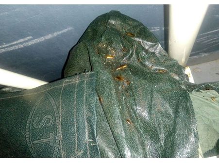 രോഗികൾക്കല്ല കൂറകൾക്കാണ് കാസറഗോഡ് ഗവൺമെന്റ് ആശുപത്രിയിൽ ചികിത്സ വേണ്ടത്