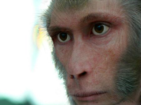 വയനാട്ടിൽ കുരങ്ങ് പനി; മനുഷ്യരിലേക്കും പകരാൻ സാധ്യത, ജാഗ്രത നിർദേശം!