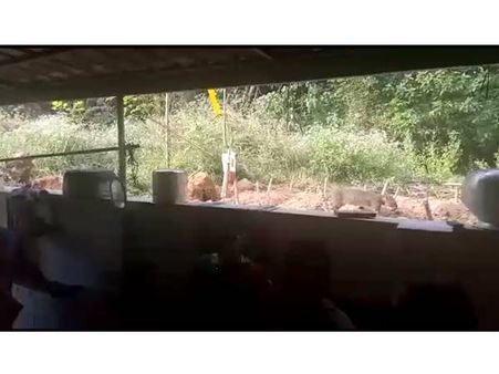 കല്യാണവീട്ടിലെ വീഡിയോയില്‍ പുലി, പോലീസും വനംവകുപ്പും തെരച്ചിലില്‍; കാട്ടുപൂച്ചയെന്നും സംശയം