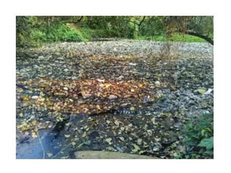 കലക്റ്ററുടെ നിര്‍ദേശവും പാലിച്ചില്ല; പൂനൂര്‍ പുഴയിലെ മാലിന്യം നീക്കുന്നതിൽ പഞ്ചായത്തിന് അലംഭാവം