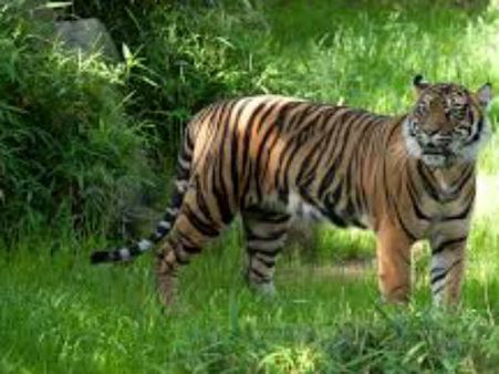 വര്‍ക്കലയില്‍ പുലിയിറങ്ങിയതായി അഭ്യൂഹം, കണ്ടത് വീടിന്റെ ടെറസിൽ, പരിഭ്രാന്തിയിൽ ജനങ്ങൾ