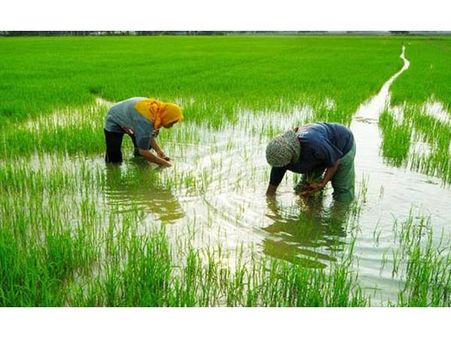 കതിരണിഞ്ഞ പാടത്ത് വിള കൊയ്യാനും അവര്‍ തന്നെ തുണ