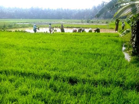 ഞാറ്റു പാട്ടിനൊപ്പം: വേളത്ത് മകര പുഞ്ചതുടങ്ങി
