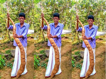 കോഴിക്കോട് താമരശ്ശേരിയിൽ വിളഞ്ഞത് രണ്ട് മീറ്റർ നീളമുള്ള കപ്പ... അത്ഭുതക്കപ്പ വൈറലാകുന്നു...