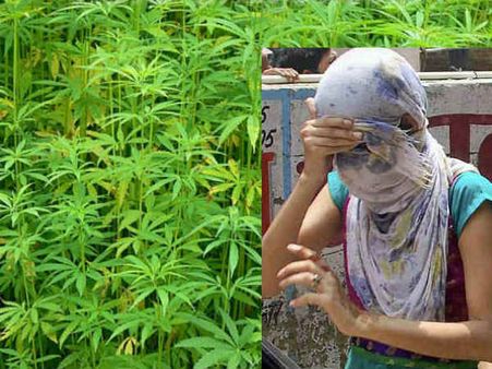 കൊച്ചി പഴയ കൊച്ചിയല്ല! വീടിന്റെ ടെറസിൽ യുവതിയുടെ കഞ്ചാവ് കൃഷി! ചെടികൾ കണ്ട് പോലീസും ഞെട്ടി...