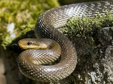 പാമ്പിനെ സ്വപ്നം കണ്ടാല്‍ ചിരിച്ചു തള്ളരുത്: കറുത്ത പാമ്പ് കടിക്കുന്നതായി സ്വപ്നം കണ്ടാല്‍ മരണം!!