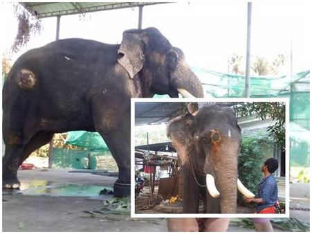 ആനയോട് ഞെട്ടിക്കുന്ന ക്രൂരത.. ദേഹത്ത് വലിയ മുറിവുകൾ.. ഏഴ് മാസത്തിലേറെ പഴക്കം.. അവസ്ഥ ദയനീയം!