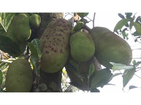 ഇടുക്കി; സാമ്പത്തിക ഭദ്രതയിലേക്കെത്താന്‍ ചക്ക കൃഷി