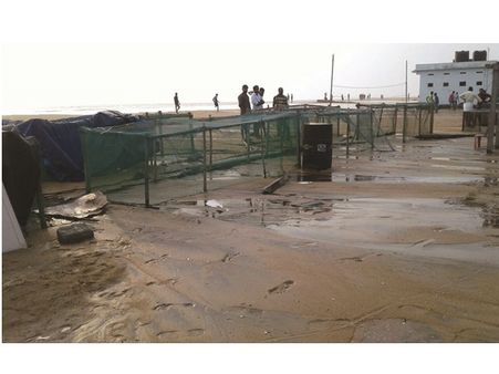 അപ്രതീക്ഷിത കടലേറ്റം: തൃശൂരിൽ കടലാമ സംരക്ഷണം ദുരിതത്തിലായി