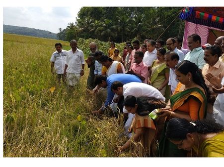 പൊന്നു വിളഞ്ഞ് തോട്ടറ പുഞ്ച; എറണാകുളത്തിന്റെ നെല്ലറയില്‍ കൊയ്ത്തുത്സവം