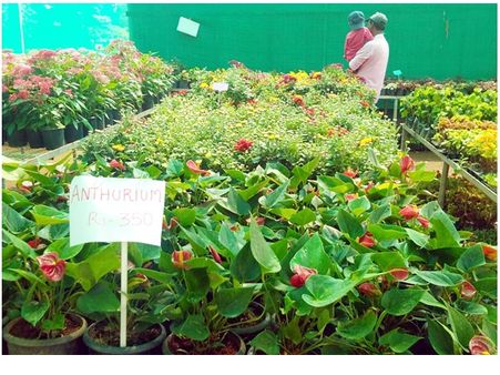 വയനാട് പുഷ്പമേളകള്‍ക്ക് യോജിച്ച നാടെന്ന് വിദേശ വിനോദ സഞ്ചാരികള്‍