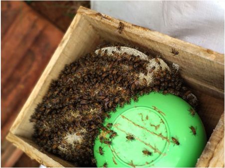 അമ്പലവയല്‍ സ്‌കൂളില്‍ വീണ്ടും തേനീച്ച കൂടുകള്‍ നശിപ്പിച്ചു; അധ്യാപകരെന്ന് വിദ്യാര്‍ത്ഥിനിയുടെ പരാതി