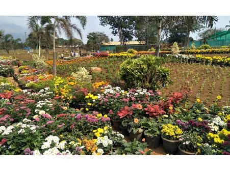 കല്‍പ്പറ്റ; ബാണാസുര പുഷ്പോത്സവം ഉദ്ഘാടനം തിങ്കളാഴ്ച